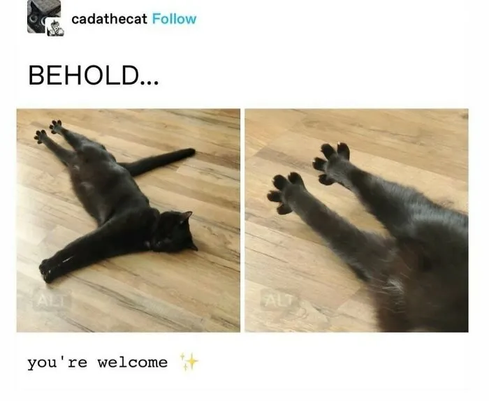 50 Funny And Adorable Cat Memes For Anyone Who’s Obsessed With Them
