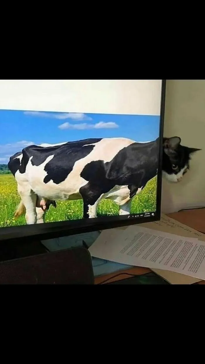37 Cats And Dogs Caught Being Unreasonably Cute For Absolutely No Reason