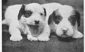 50 Funny Old Newspaper Clippings That Aged Way Better Than Expected