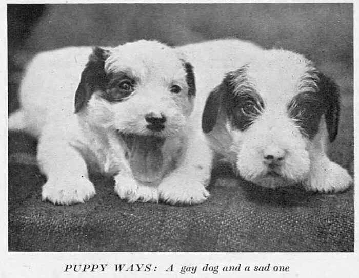 Illustrated Sporting And Dramatic News, England, January 5, 1945