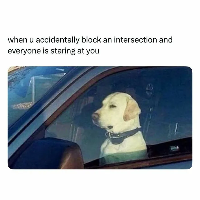 Dog sitting in a car looking awkward and guilty, a funny and wholesome animal moment to cleanse your feed.