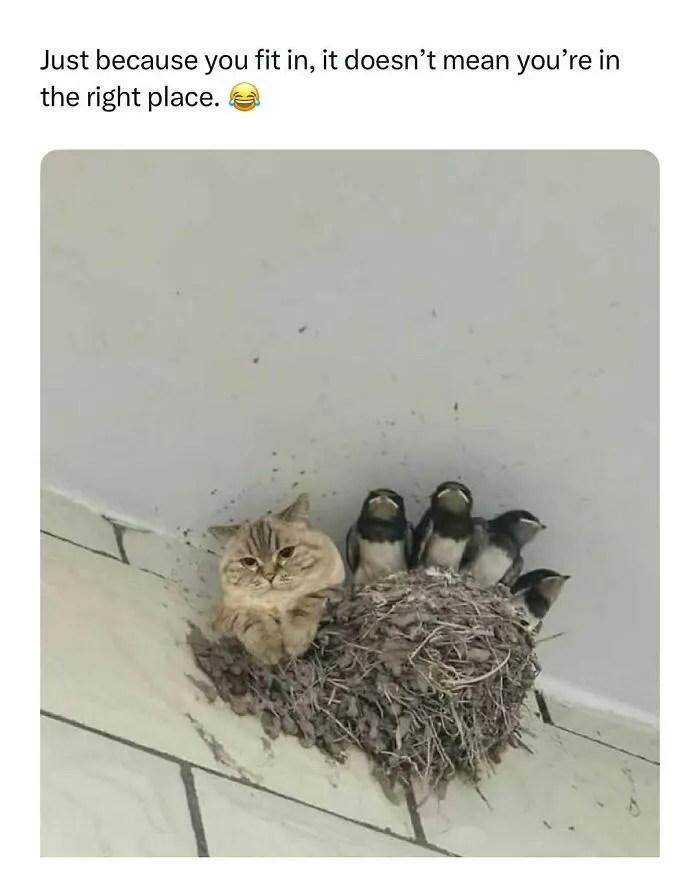 Cat sitting in a birds' nest with baby birds, funny and wholesome animals to cleanse your feed.
