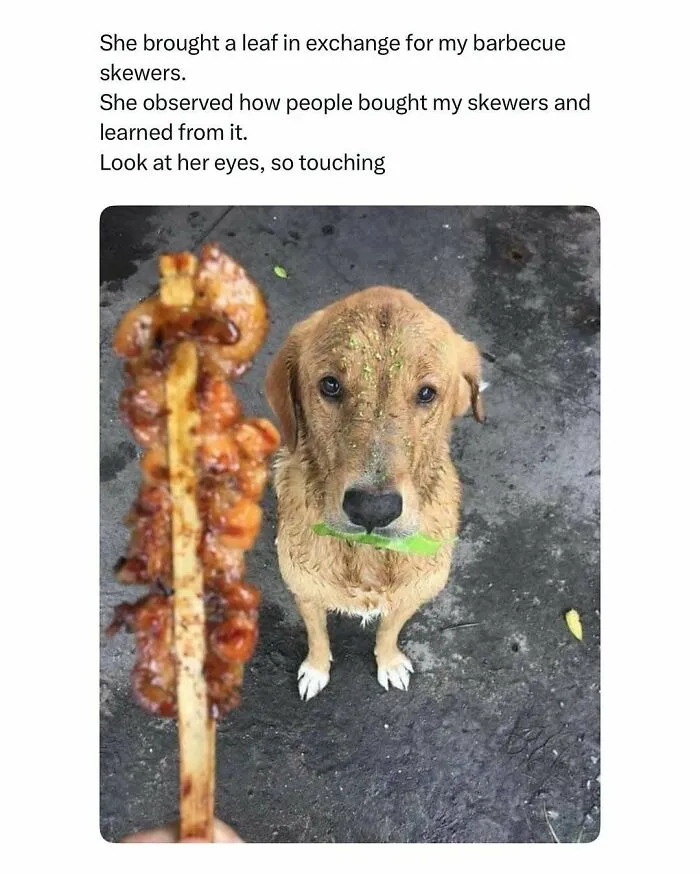 A dog holding a leaf in its mouth, looking up with touching eyes, featured in funny and wholesome animal posts.