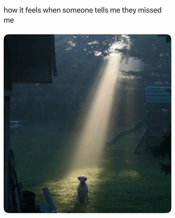 Dog sitting in a sunbeam shining through trees, creating a wholesome and funny animal moment outdoors.