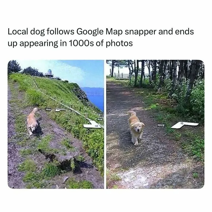 Local dog humorously follows Google Map photographer, featured in funny and wholesome animal posts to cleanse your feed.