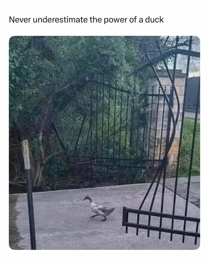 Duck walking confidently through a bent metal gate, illustrating funny and wholesome animal posts to cleanse your feed.
