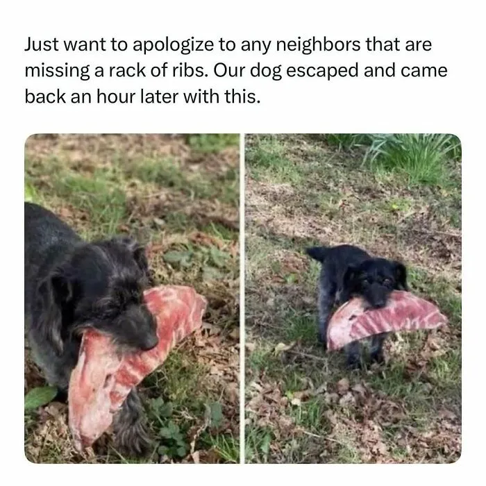 Small black dog holding a large rack of ribs in its mouth outdoors in a funny and wholesome animal post.