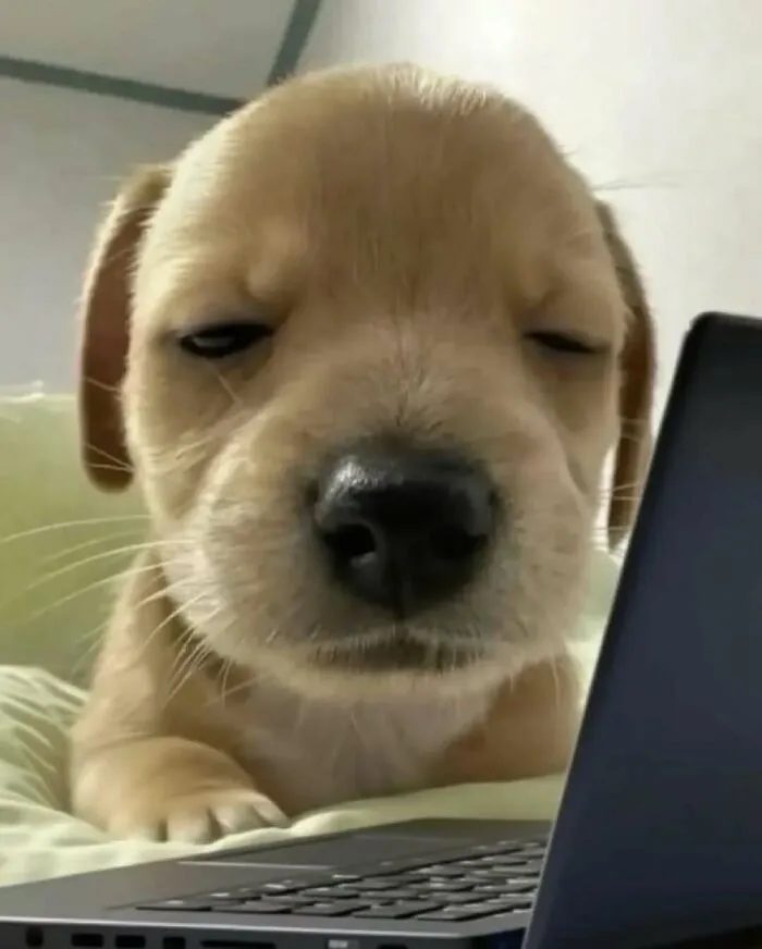 37 Cats And Dogs Caught Being Unreasonably Cute For Absolutely No Reason
