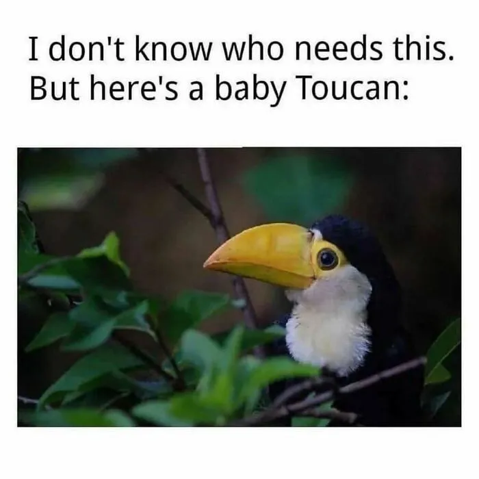 A Look Back At 2025 Through 91 Of The Funniest And Most Heartwarming Animal Memes