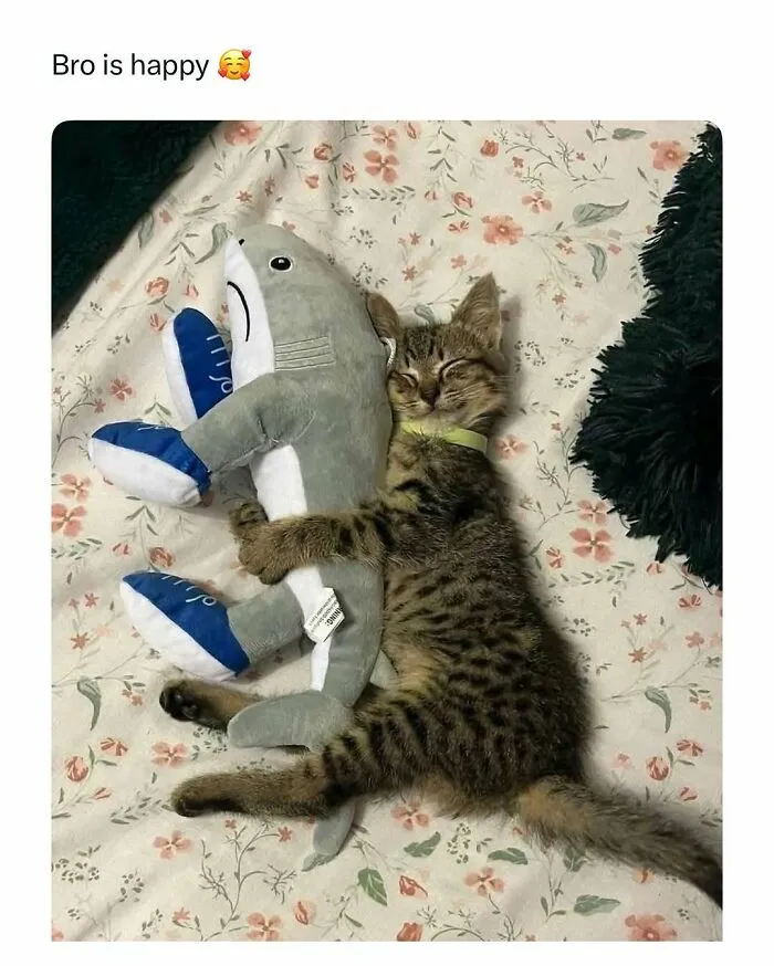 Tabby kitten hugging a shark plush toy while lying on a floral bed, showcasing funny and wholesome animals content.