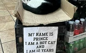 56 Cute Photos Of Bodega Cats That Feel Like Masters Of The Shops