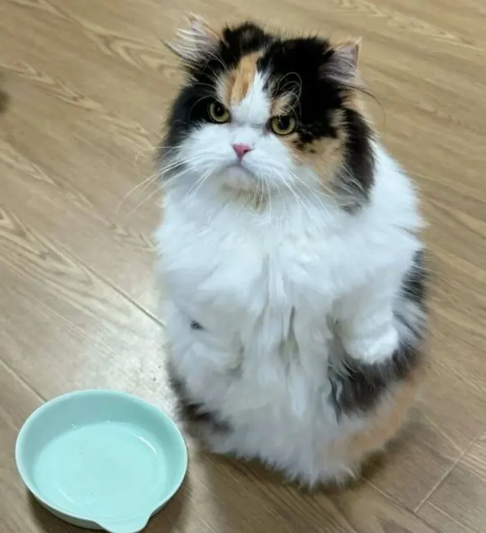 37 Cats And Dogs Caught Being Unreasonably Cute For Absolutely No Reason