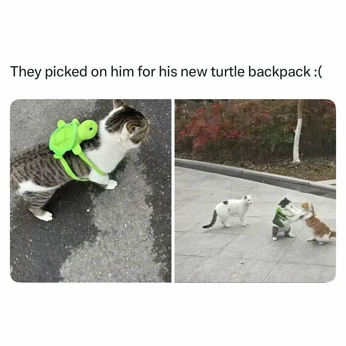 Cat wearing a funny green turtle backpack being picked on by other cats in a funny and wholesome animal post.