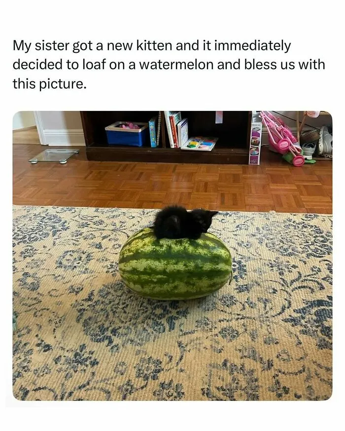Black kitten loafing on a large watermelon on a patterned rug in a home setting featuring animals and humor.