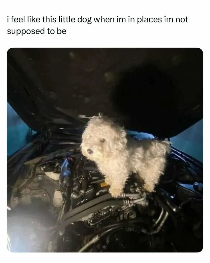 Small white dog standing inside a car engine bay, capturing a funny and wholesome animal moment to cleanse your feed.