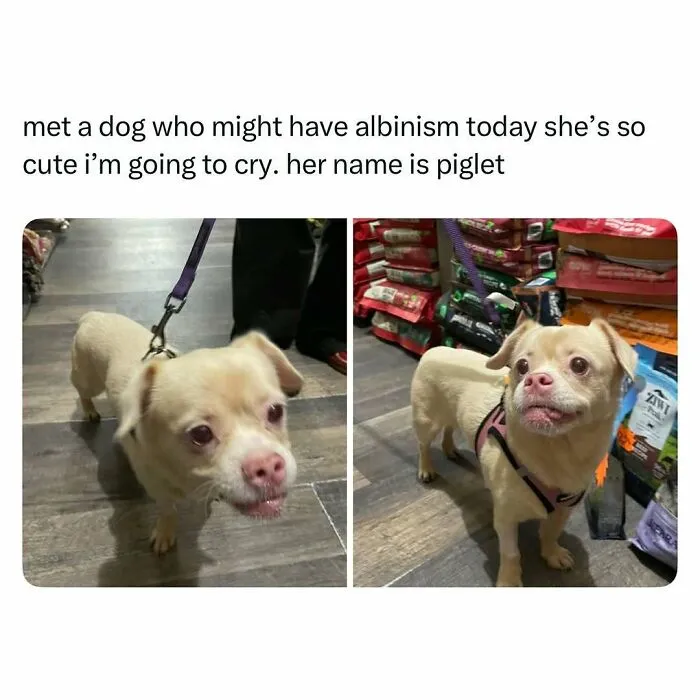 Small albino dog named Piglet on a leash inside a pet store, featured in funny and wholesome animal posts.