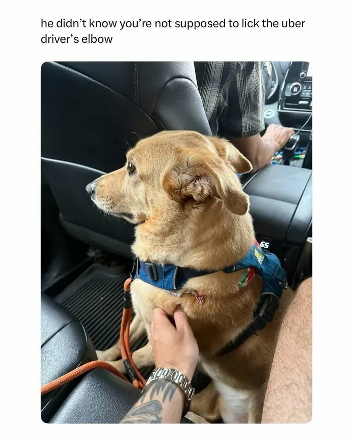 Dog wearing a harness sitting in a car while being petted, a funny and wholesome animal moment to cleanse your feed.