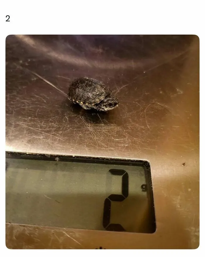 Tiny baby turtle on a digital scale showing weight of two grams in a funny and wholesome animal post.