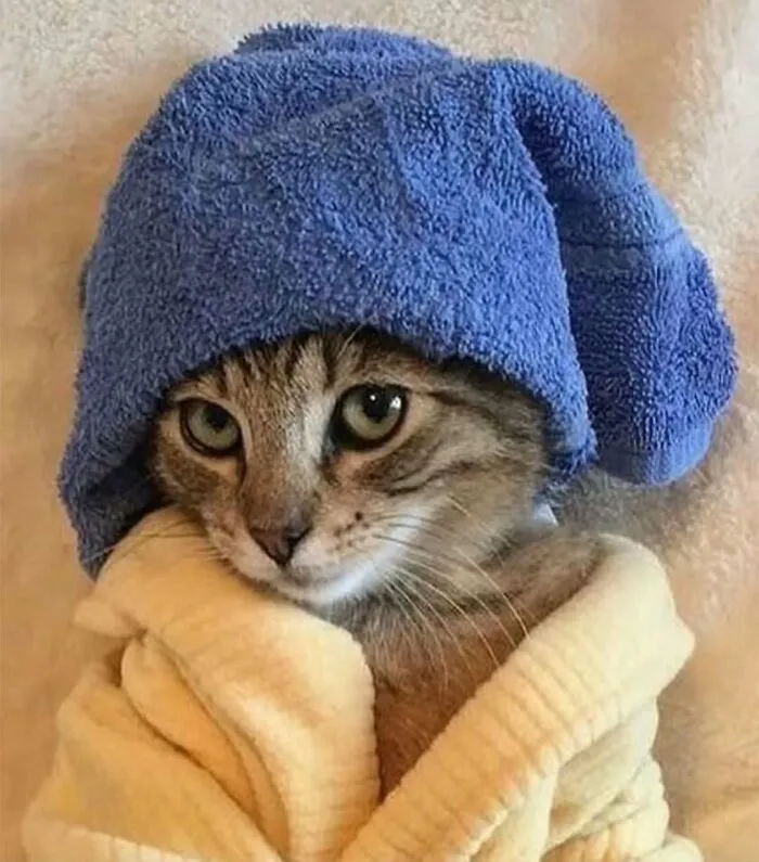 37 Cats And Dogs Caught Being Unreasonably Cute For Absolutely No Reason