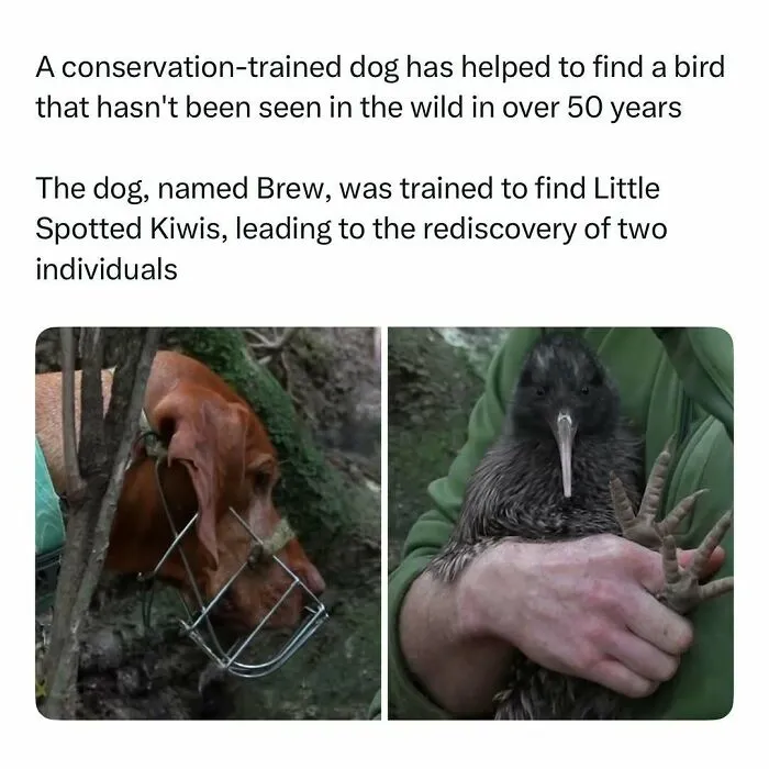 Conservation-trained dog Brew helps rediscover rare Little Spotted Kiwis, featured in funny and wholesome animal posts.