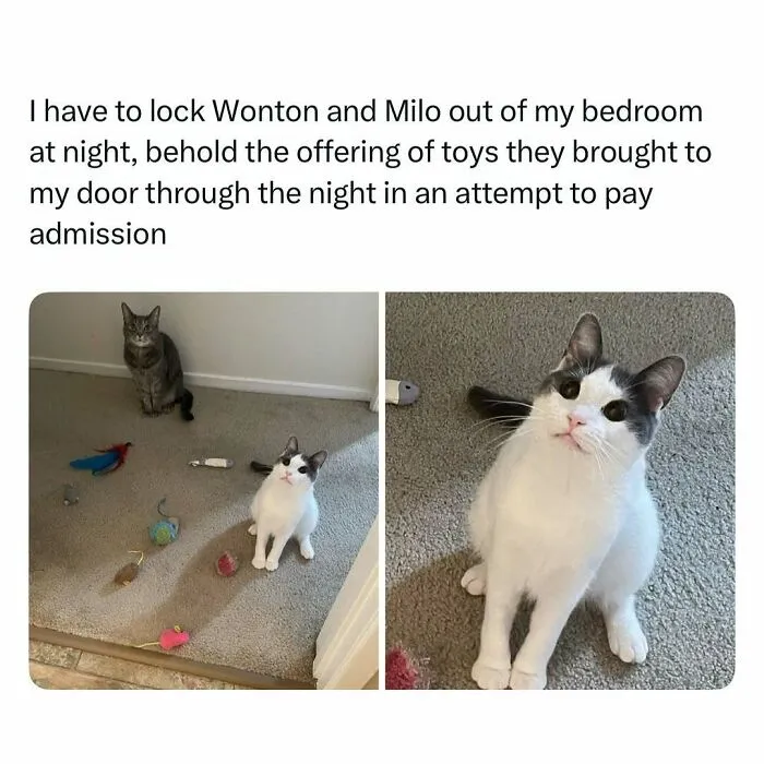 Two cats sitting by a door with toys laid out as an offering in a funny and wholesome animal post.