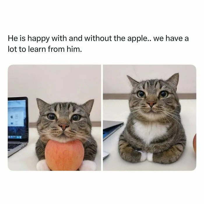 Tabby cat happily posing with and without an apple, showcasing funny and wholesome animals to cleanse your feed.