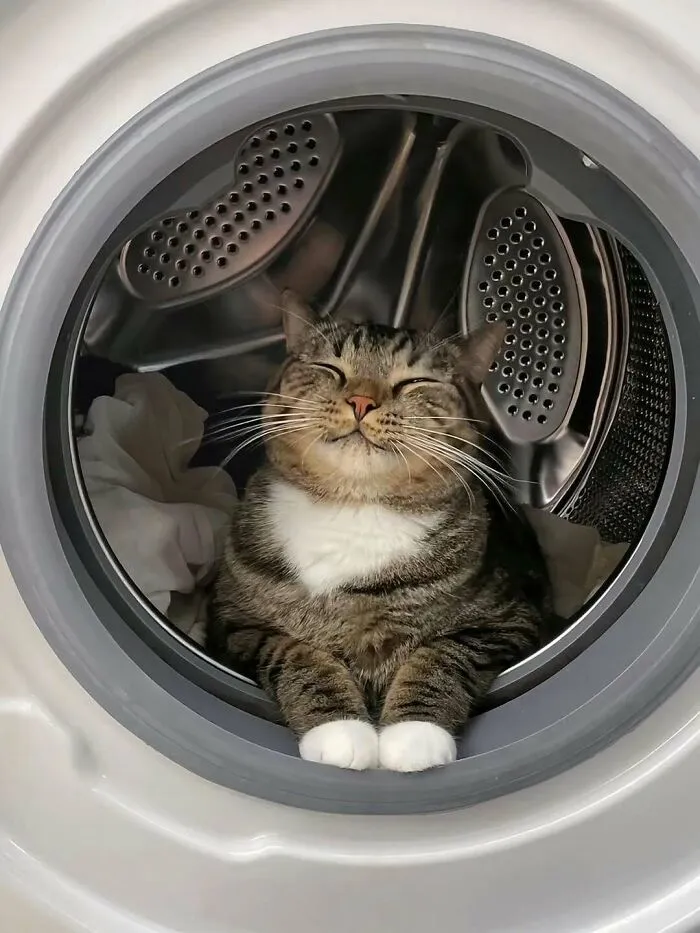 37 Cats And Dogs Caught Being Unreasonably Cute For Absolutely No Reason