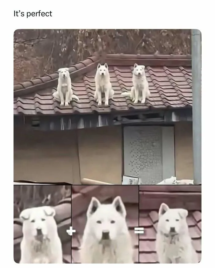 Three white dogs sitting perfectly aligned on a tiled roof, creating a funny and wholesome animal moment.