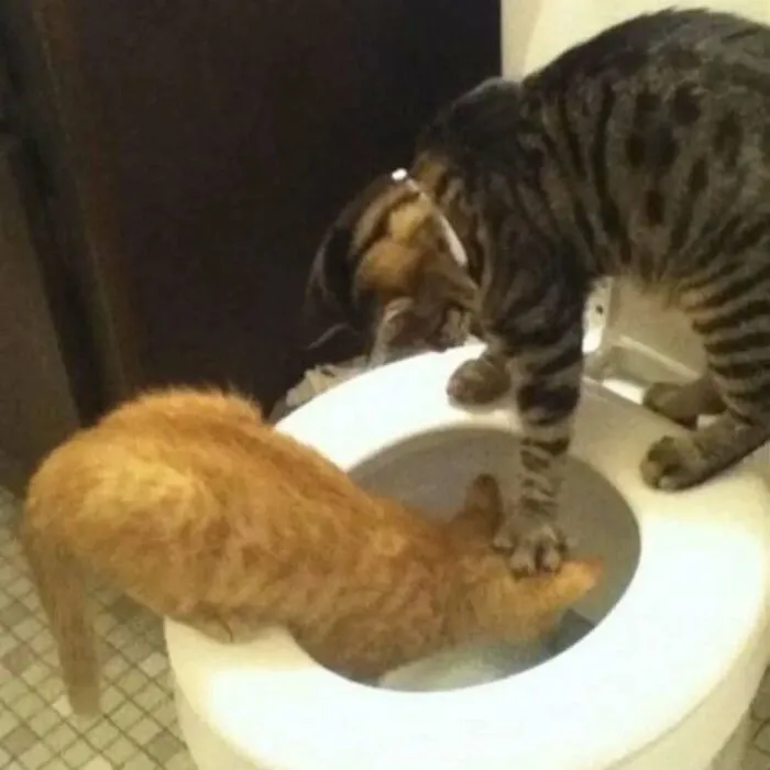 37 Cats And Dogs Caught Being Unreasonably Cute For Absolutely No Reason