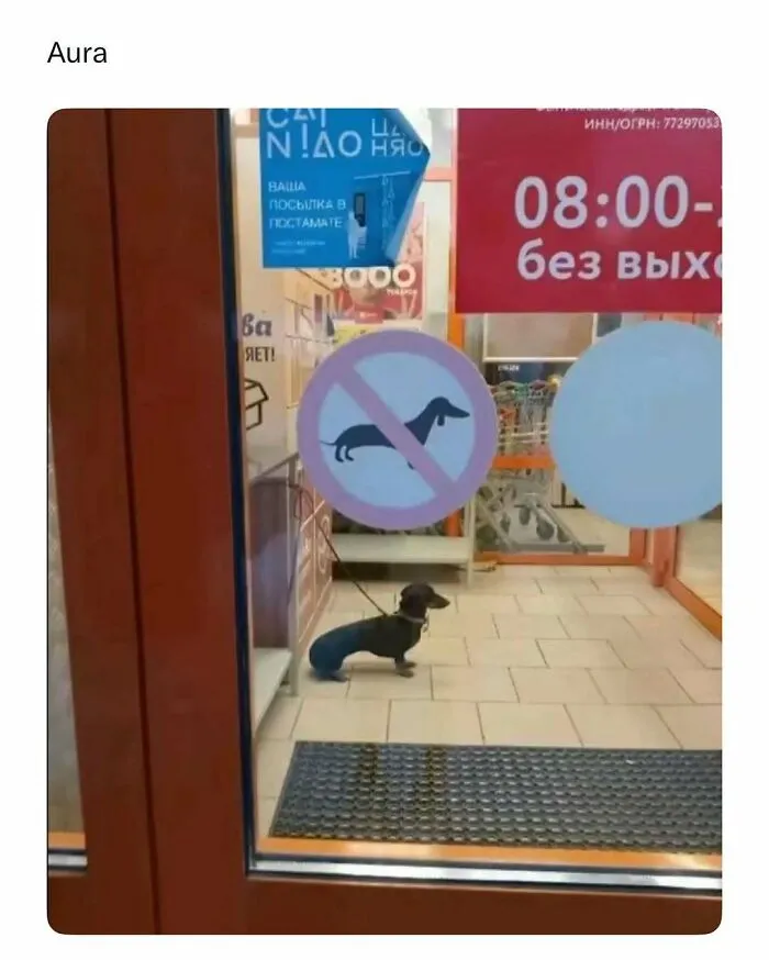 Small dog sitting inside near a no dogs allowed sign, capturing a funny and wholesome animal moment to cleanse your feed.