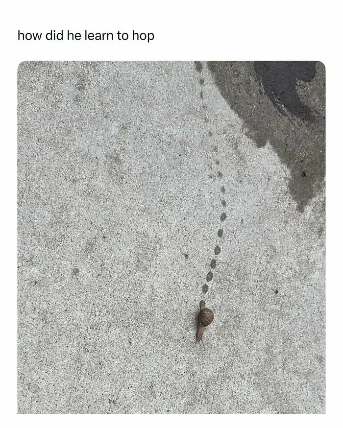 Snail leaving a hopping-like trail on concrete in a funny and wholesome animal post to cleanse your feed.