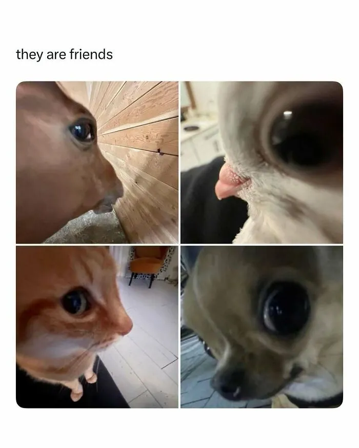 Close-up photos of various animals’ faces, showcasing funny and wholesome moments to brighten your feed.