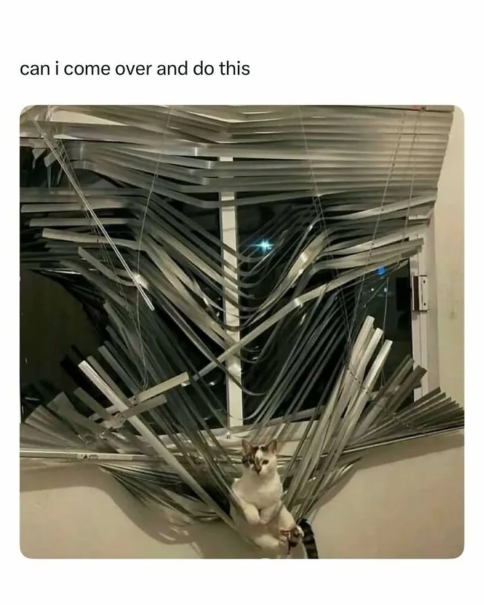Cat sitting among tangled window blinds in a funny and wholesome animal post to cleanse your feed.