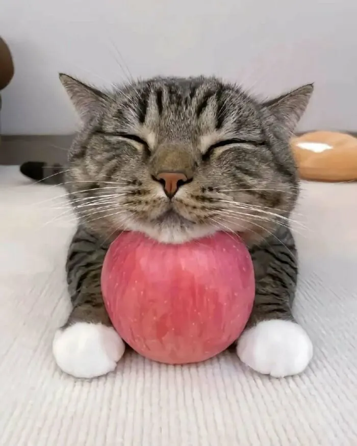 37 Cats And Dogs Caught Being Unreasonably Cute For Absolutely No Reason