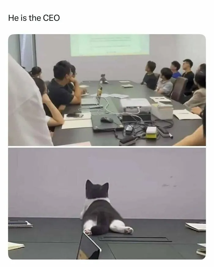 Cat dressed as CEO lying on table during office meeting with people watching a presentation, funny and wholesome animal post.