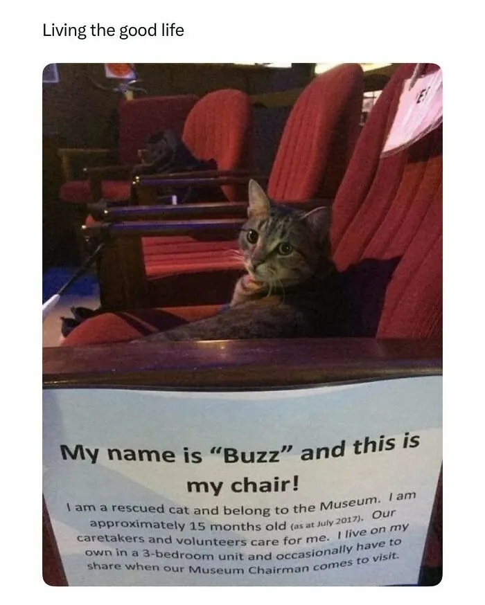 Tabby cat named Buzz relaxing on a chair in a museum, showcasing funny and wholesome animal moments to cleanse your feed.