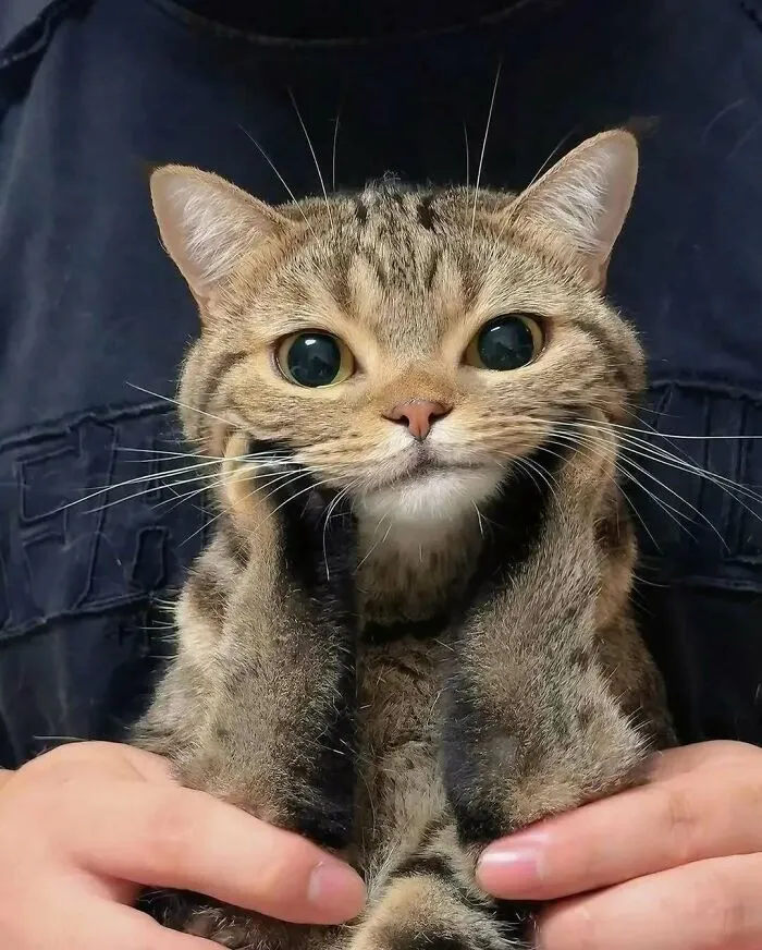 37 Cats And Dogs Caught Being Unreasonably Cute For Absolutely No Reason