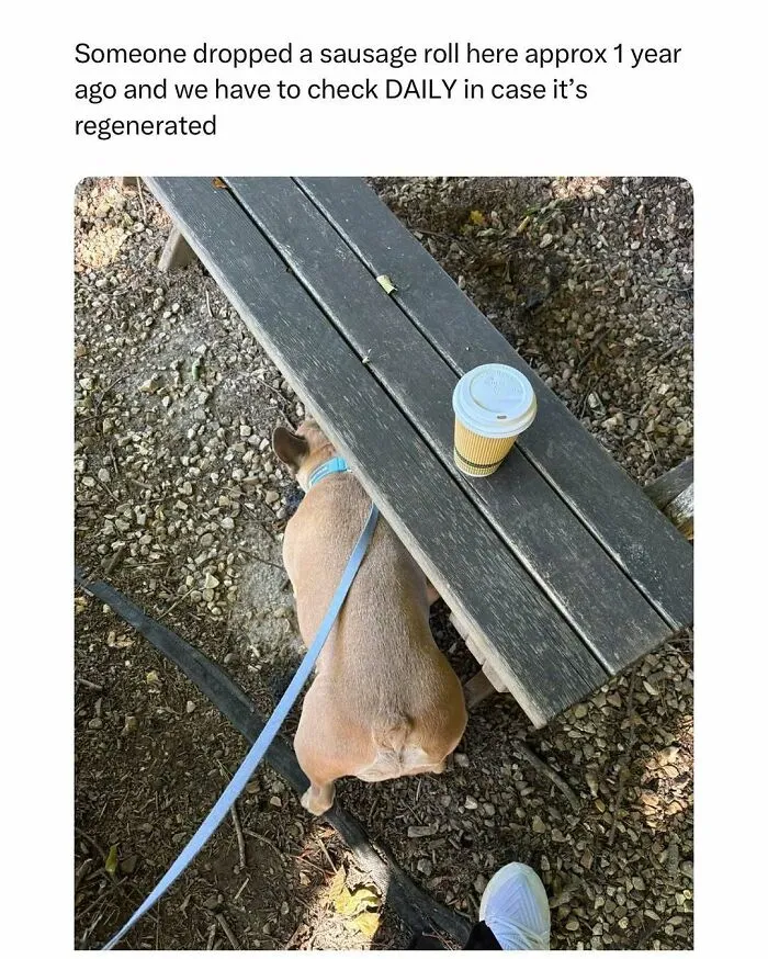 Dog waiting under a picnic table with coffee cup on top, highlighting funny and wholesome animal moments to cleanse your feed.