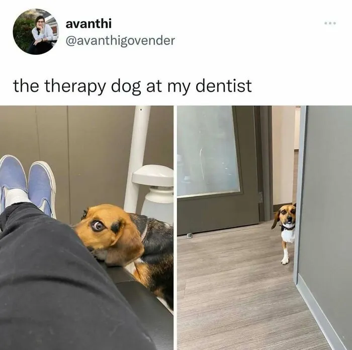 120 Wholesome And Funny Animal Memes To Help You Ignore The Chaos Happening In The World Right Now