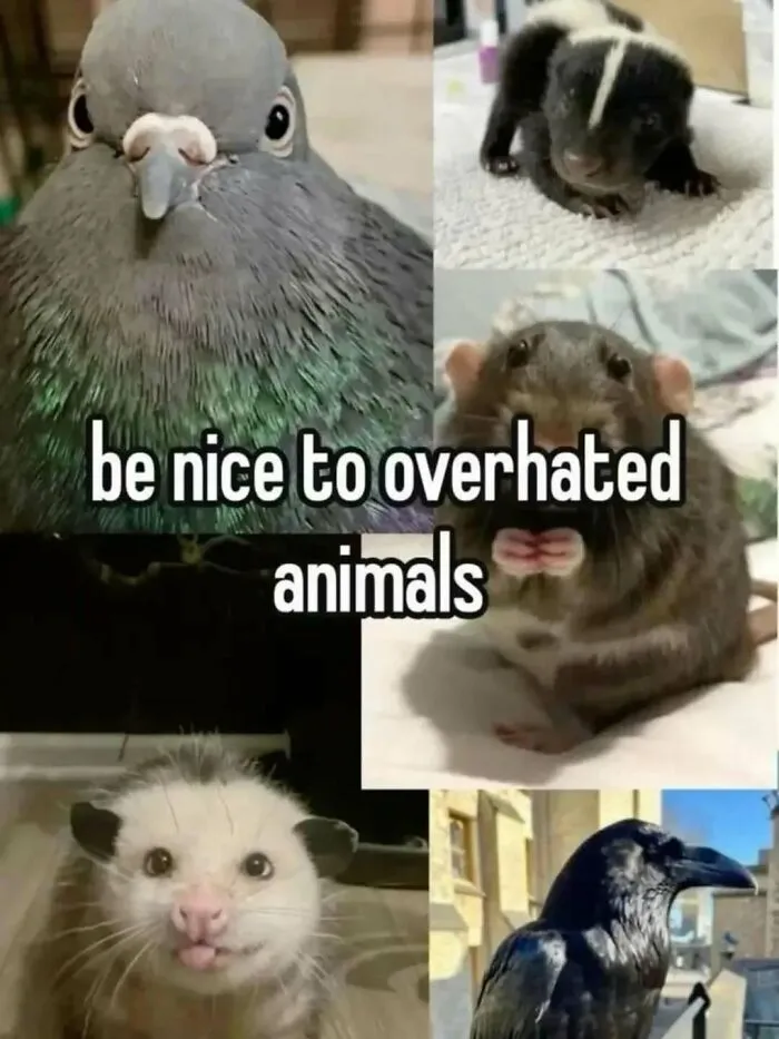 A Look Back At 2025 Through 91 Of The Funniest And Most Heartwarming Animal Memes