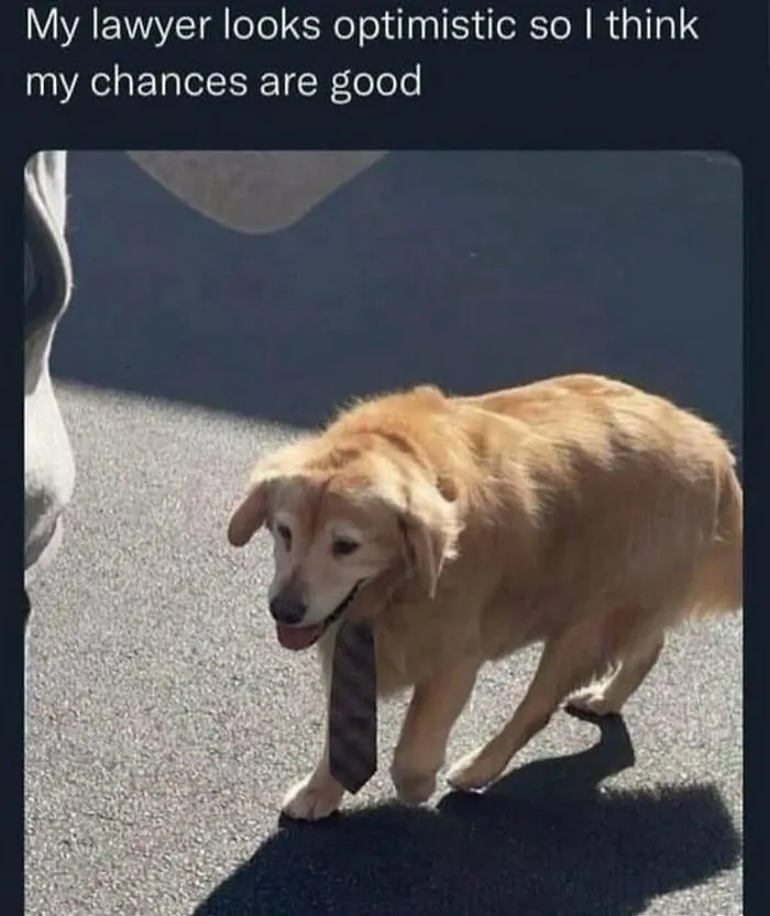 120 Wholesome And Funny Animal Memes To Help You Ignore The Chaos Happening In The World Right Now