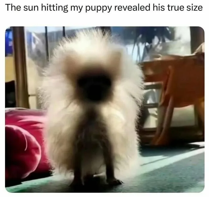 120 Wholesome And Funny Animal Memes To Help You Ignore The Chaos Happening In The World Right Now