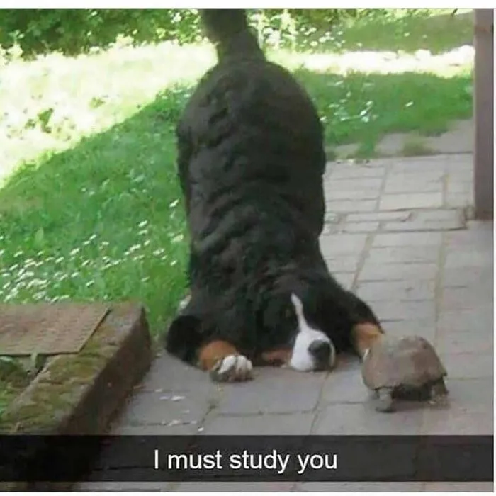 Funny-Animals-Posts-Petsruletheuniverse
