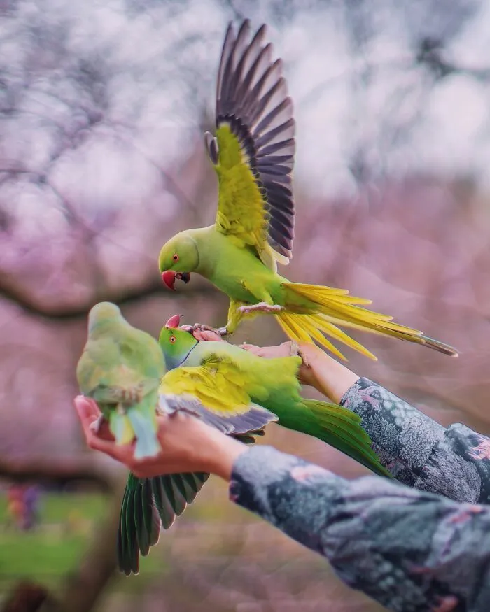 I Thought Winter Had Turned Green In London, Until I Realized It Was A Thousand Parakeets (35 Pics)