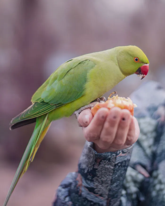 I Thought Winter Had Turned Green In London, Until I Realized It Was A Thousand Parakeets (35 Pics)