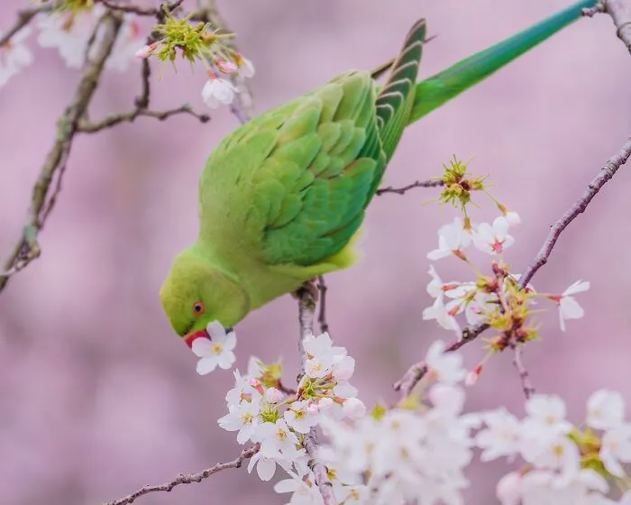 I Thought Winter Had Turned Green In London, Until I Realized It Was A Thousand Parakeets (35 Pics)