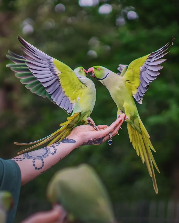 I Thought Winter Had Turned Green In London, Until I Realized It Was A Thousand Parakeets (35 Pics)
