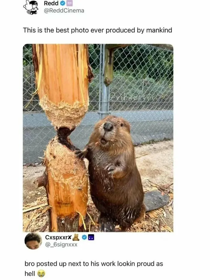 120 Wholesome And Funny Animal Memes To Help You Ignore The Chaos Happening In The World Right Now