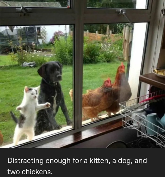120 Wholesome And Funny Animal Memes To Help You Ignore The Chaos Happening In The World Right Now