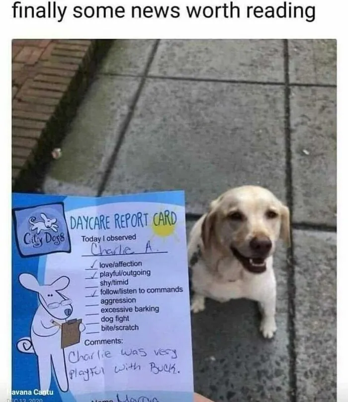 120 Wholesome And Funny Animal Memes To Help You Ignore The Chaos Happening In The World Right Now